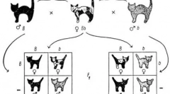 Skrivnostne črne mačke: vse o njihovi barvi