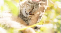 Lokacija mačk: kje so duše domačih živali po smrti v smislu različnih religij