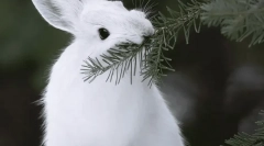 Hare-white