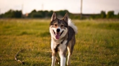 West sibirski lyki (fotografije): dober lovec in zvest prijatelj