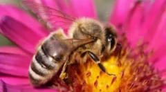 Zaščita pred čebelami doma in v državi