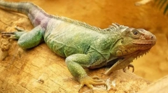 Zelena iguana