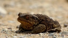 Earthy toad