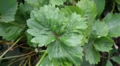 Jagoda tick: sorte in načine za boj