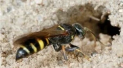 Nevarnosti oss in soseske