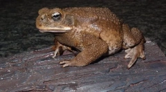 Toad ja