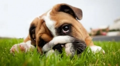 Bolezni gastrointestinalne bolezni