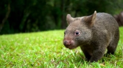 Vombat žival: srčkan velik sesalec (fotografija)