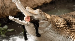 Živali, ki izgledajo nevarne, vendar v resnici - neškodljivi milahi