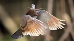 Živali planete v fotografijah (17 kosov)