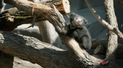 Živali planete v fotografijah (24 kosov)