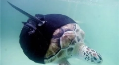 Živali s protezami (8 fotografij)