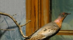 Živali, naštete v črni knjigi: 25 izumrlih vrst