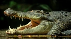 Live fosile: 10 starodavnih živali, ki živijo v našem času