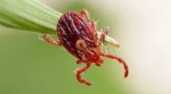 Življenjski cikel in razvoj ixodic niti