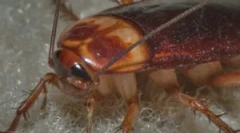 Življenjski cikel in razvoj ščurkov