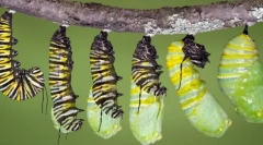 Življenjski cikel žuželk