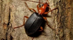 Beetle-scaber