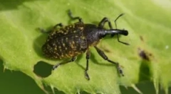 Zhuk weevil: opis, vrste in življenjski slog