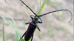 Beetle woodcosm