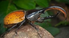 Hercules hercules: opis in življenjski slog