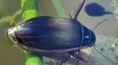 Beetle floney: opis in življenjski slog