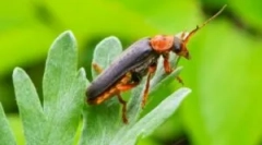 Fireman heetle: opis in življenjski slog