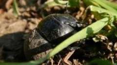 Zhka stream: opis in življenjski slog