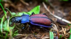 Hrošča travnika: opis in življenjski slog