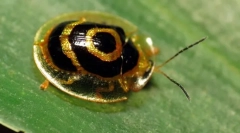 Beetle - zlata želva