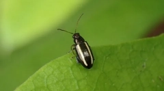 Hrošči, ali težko