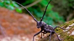 Brodje usachi: vrste in poškodbe