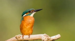 Cherffish. Družina ptic