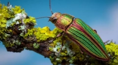 Greens sijoča iglavja