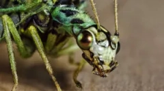 Zlatprace ali zeleni minidrge doma