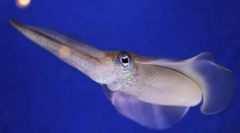 Vrednost mehkužcev v naravi in življenju osebe