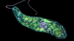 Pomen najenostavnejšega narave in življenja osebe