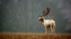 Vrednost živih organizmov v naravi