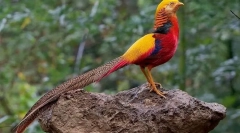 Zlati pheasant