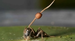 Zombie mushroom se je izkazalo, da je veliko bolj nevarno kot znanstveniki