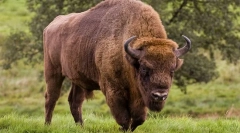 Bison