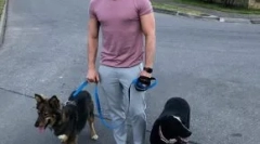 Zvezde kažejo, da pomagajo živalim brezdomce