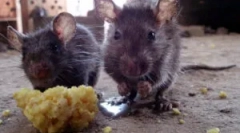 Sliši se spiranje glodalcev